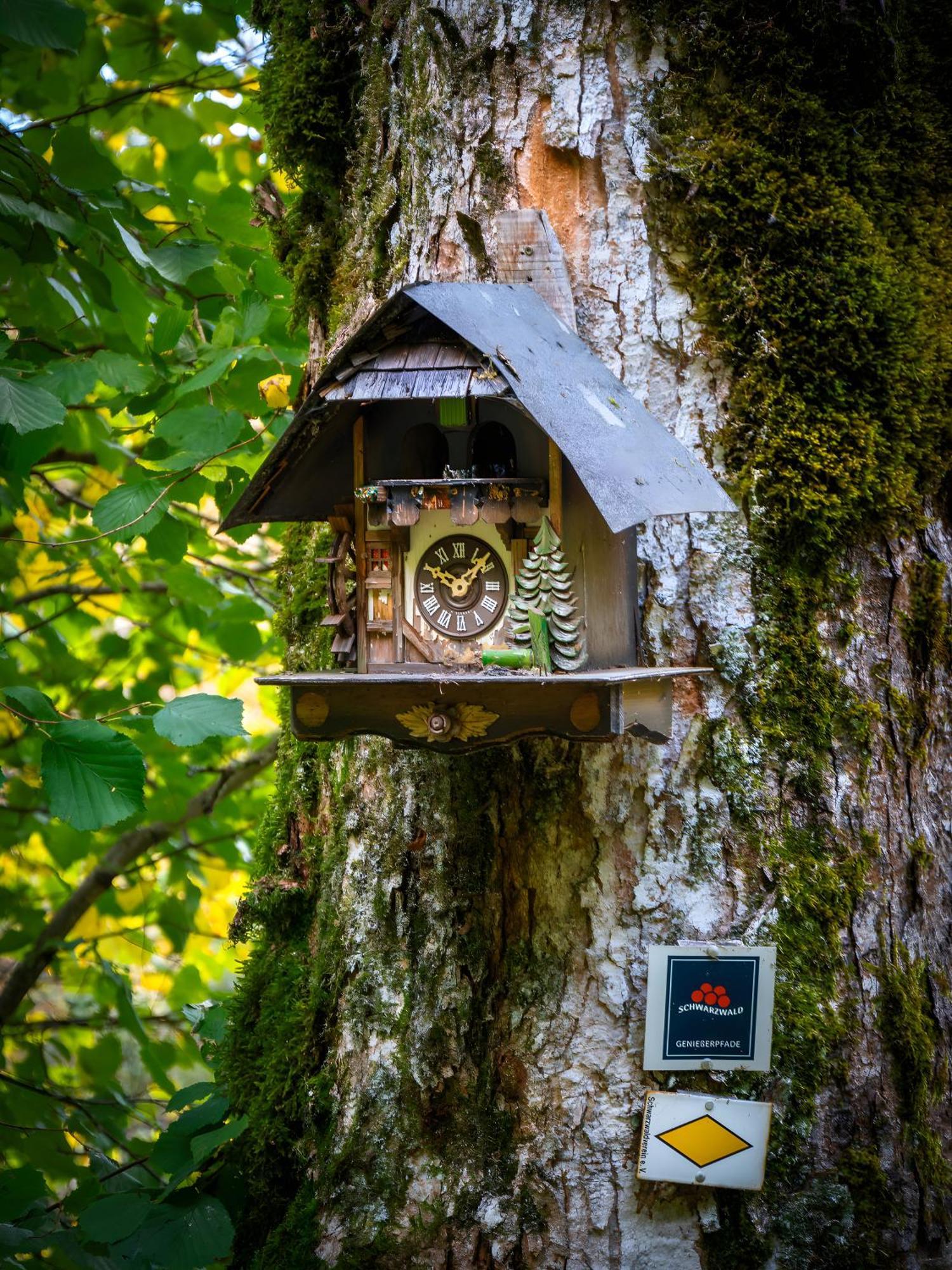 Landhaus Panoramablick Schonach im Schwarzwald Eksteriør bilde